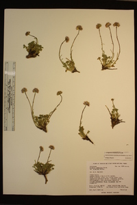 Erigeron compositus image